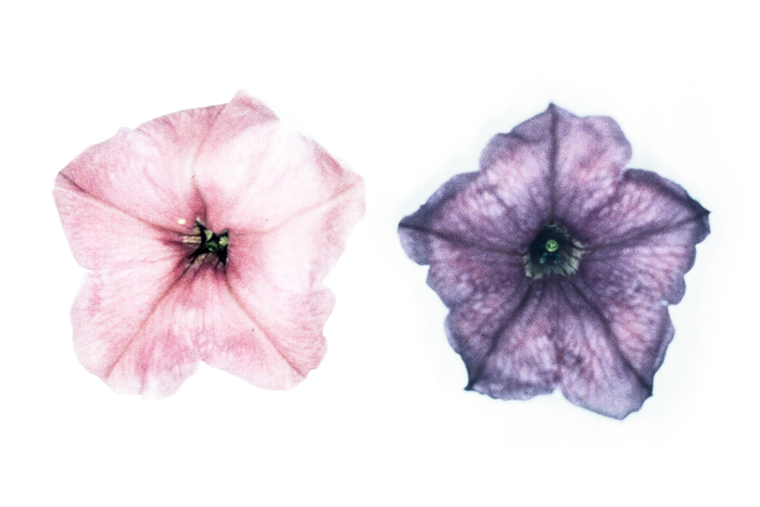 It was confirmed that the petunia petal color also changed