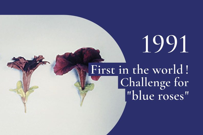 1991｜Blue genes were isolated from petunias, and the patent of the gene was filed
