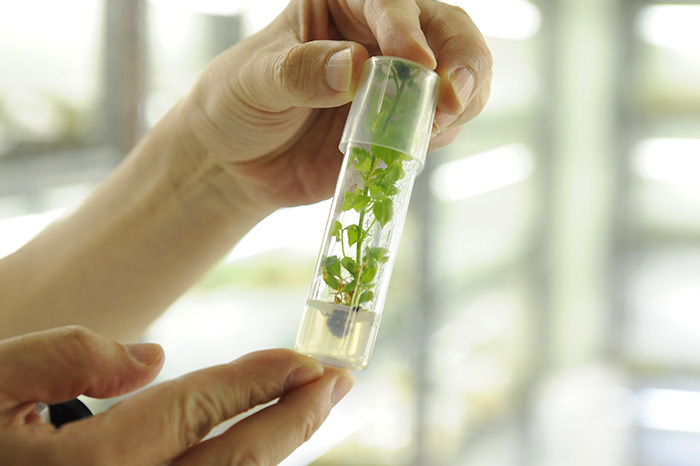 Truly experiencing the “Yatte Minahare — Go for it!” spirit