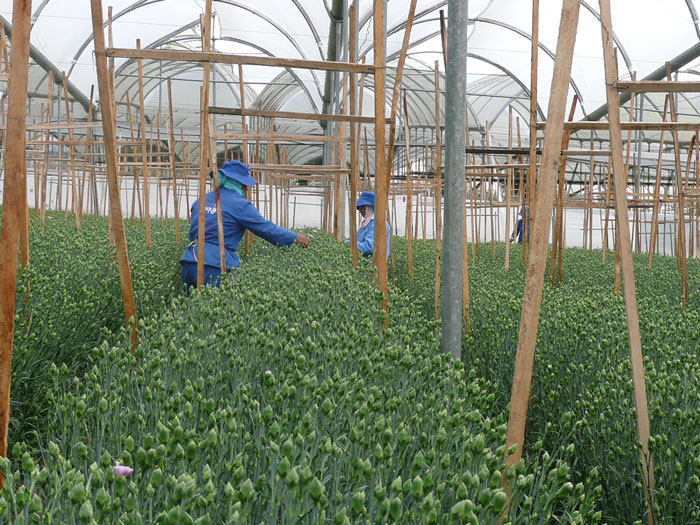 Carnation production site (Ecuador)