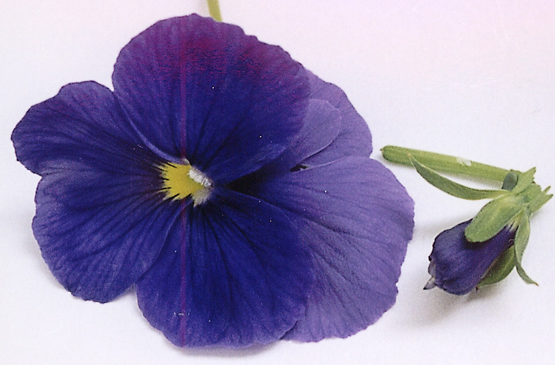 What produced blue pigments in roses were pansies