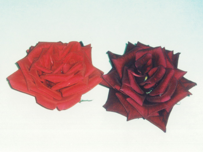 The rose on the right is the one in which blue pigments were accumulated for the first time. Its color was a murky dark red