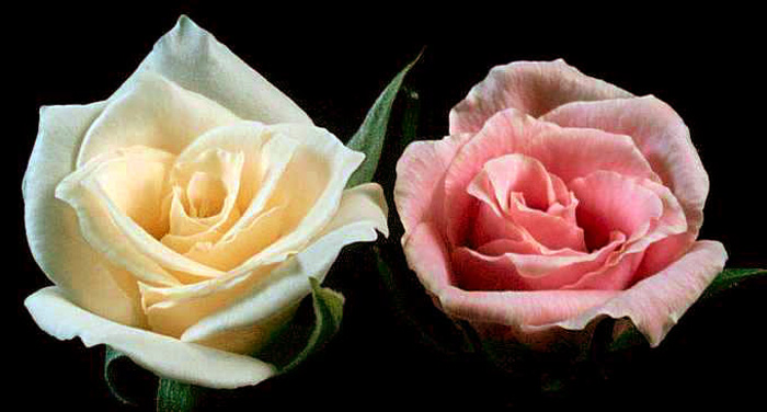 Selecting varieties for which introduction of blue genes was easy and which would turn blue easily