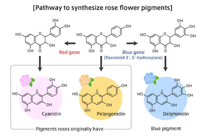 Pathway to synthesize rose flower pigments