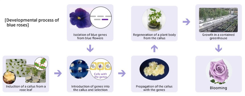 Developmental process of blue roses