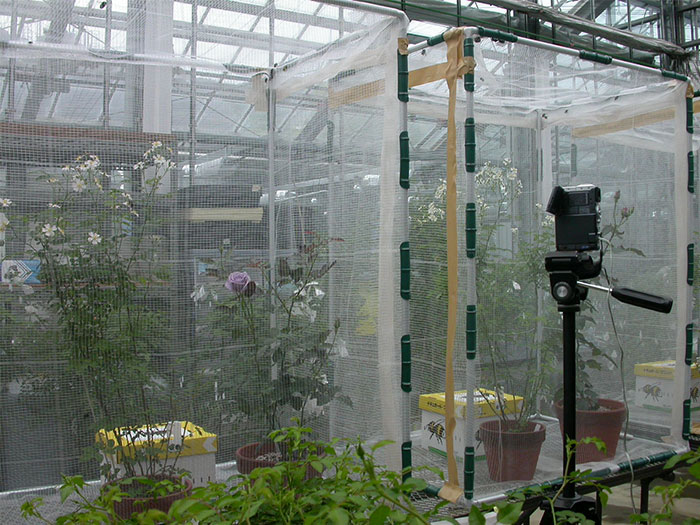 Experiments using bees: We tested if pollens were carried from the blue roses to wild roses. The behavior of bees was taken by a video camera