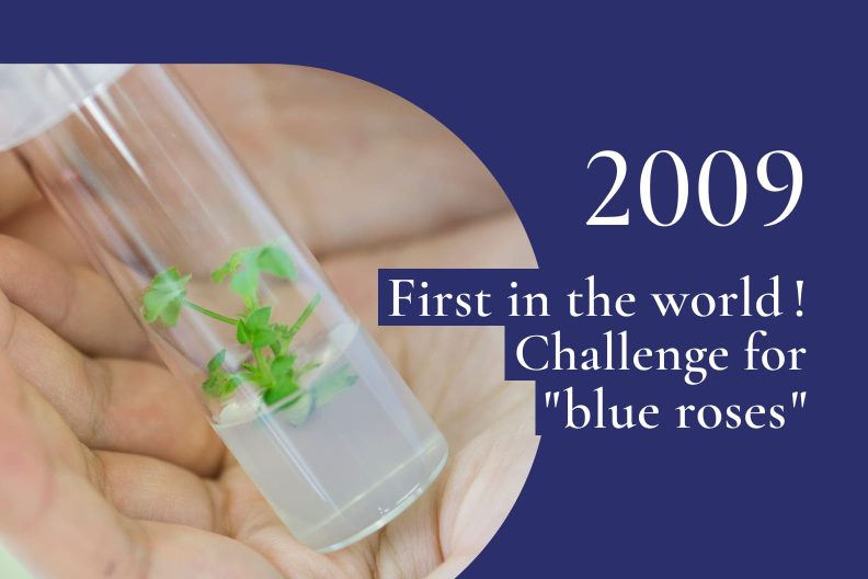 2009｜Blue roses were marketed, and the pursuit to improve the blue color continued