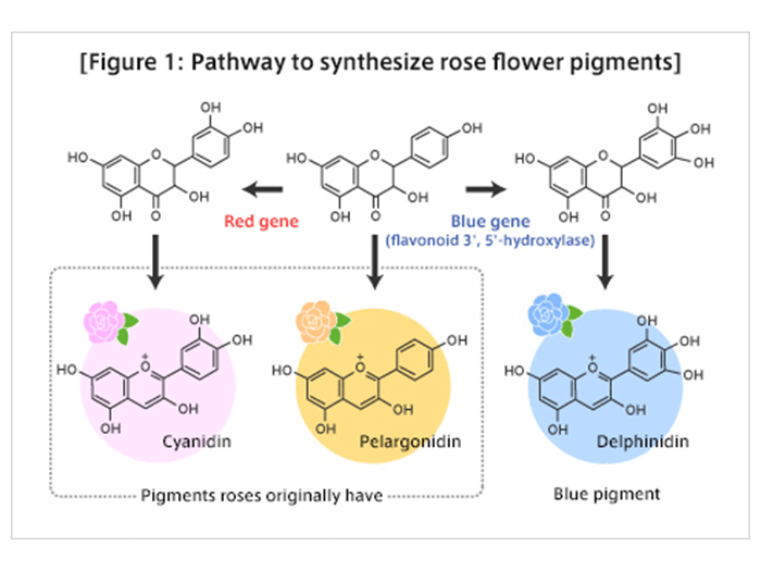 Figure 1: Pathway to synthesize rose flower pigments