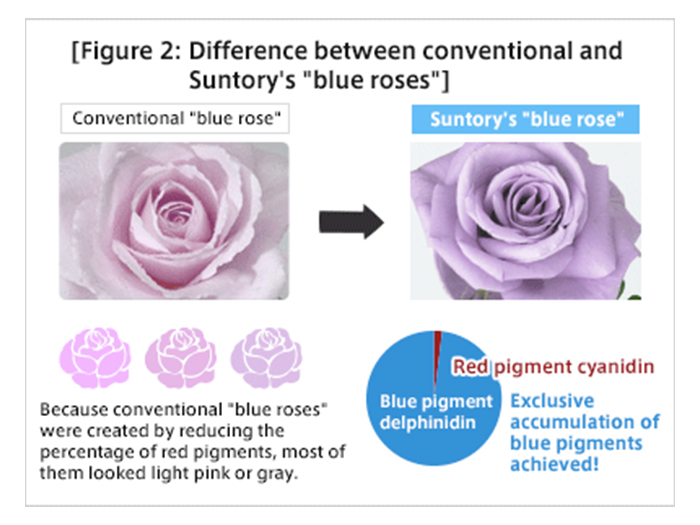 Figure 2: Difference between conventional and Suntory's "blue roses"