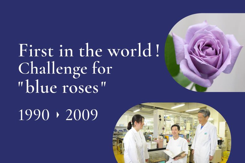First in the world! Challenge for "blue roses"