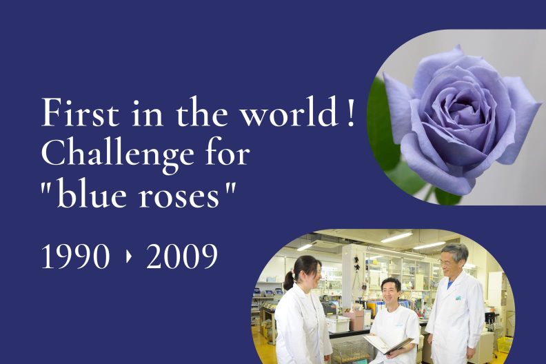 First in the world! Challenge for "blue roses"