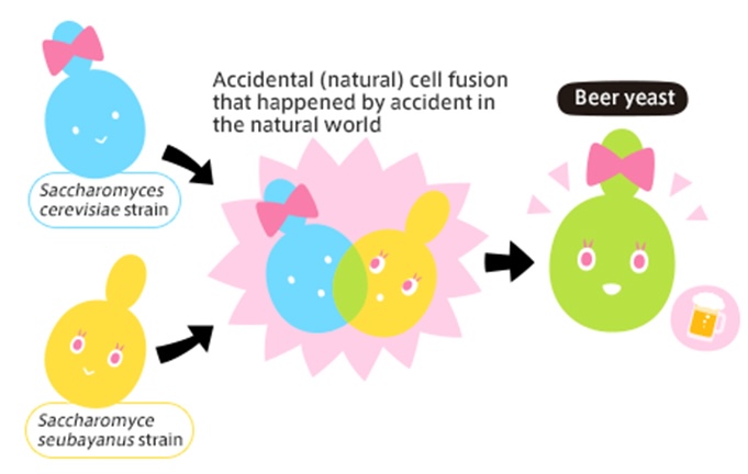 Accidental (natural) cell fusion that happened by accident in the natural world