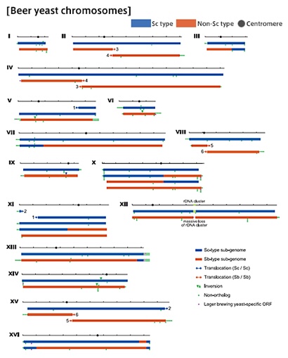 Beer yeast chromosomes