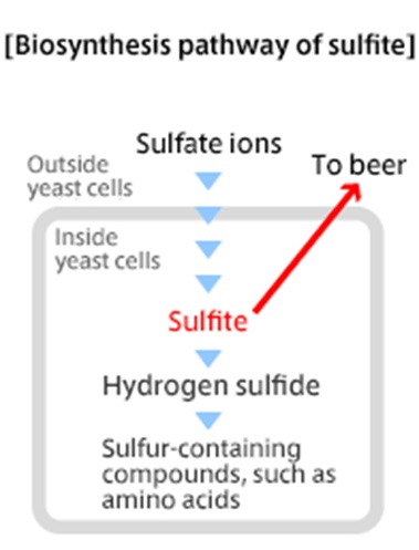 Biosynthesis pathway of sulfite
