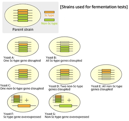 Strains used for fermentation tests