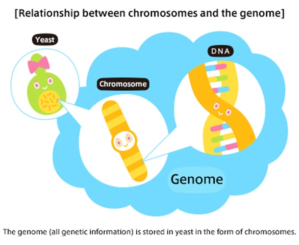 Relationship between chromosomes and the genome