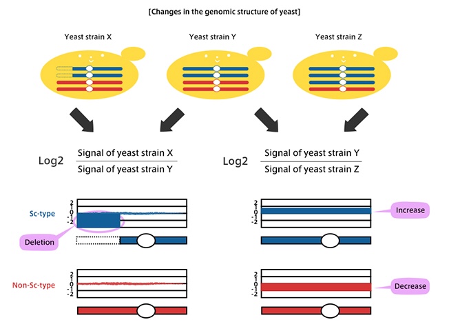 Changes in the genomic structure of yeast