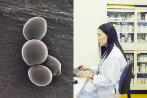 World first! Suntory maps the genome of beer yeast