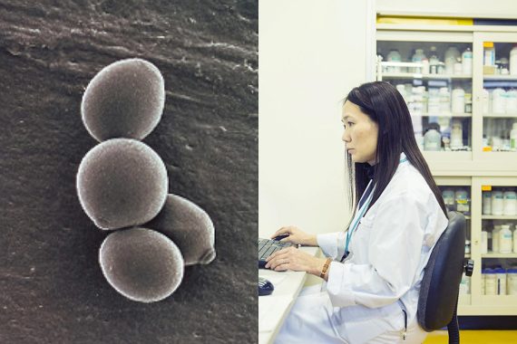 World first! Suntory maps the genome of beer yeast