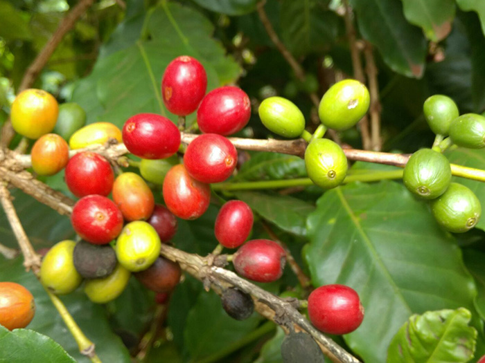 Raw coffee beans