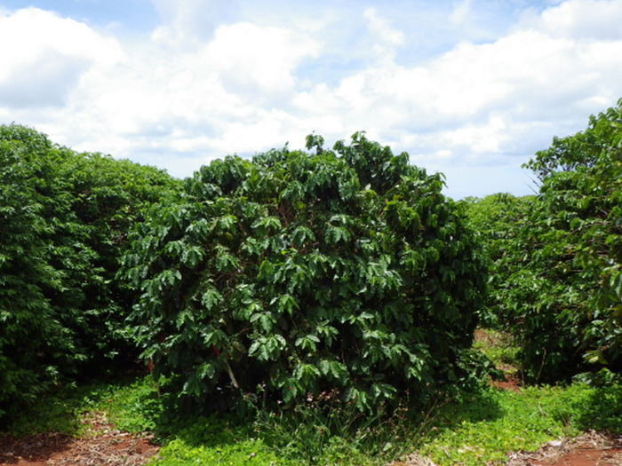 Coffee trees at the Hawaii Agriculture Research Center