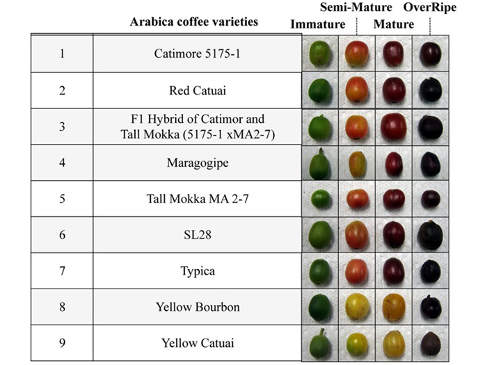 Nine cultivars of harvested coffee fruits at four levels of ripeness(©PLoS One 8(8):70098)