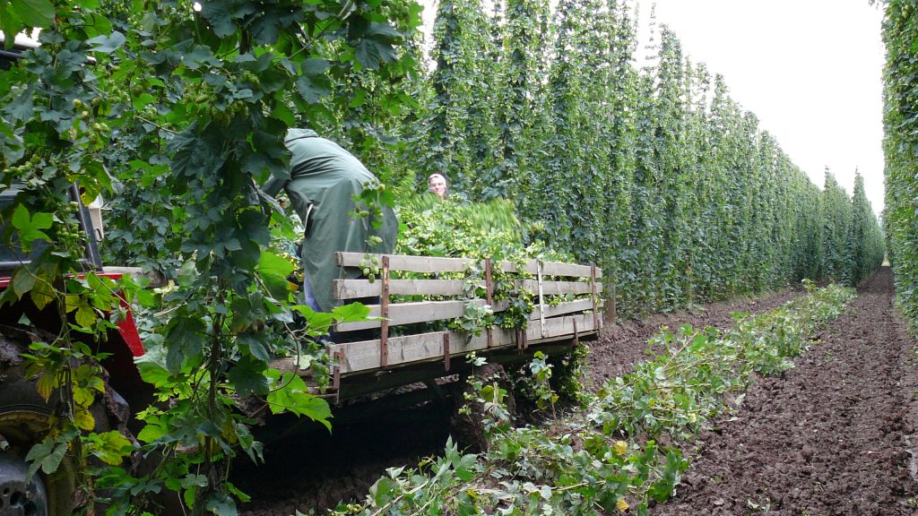 The harvest of hops