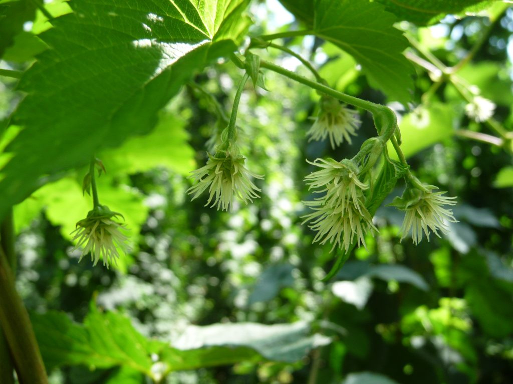 Female hop flowers (the hop "cones")