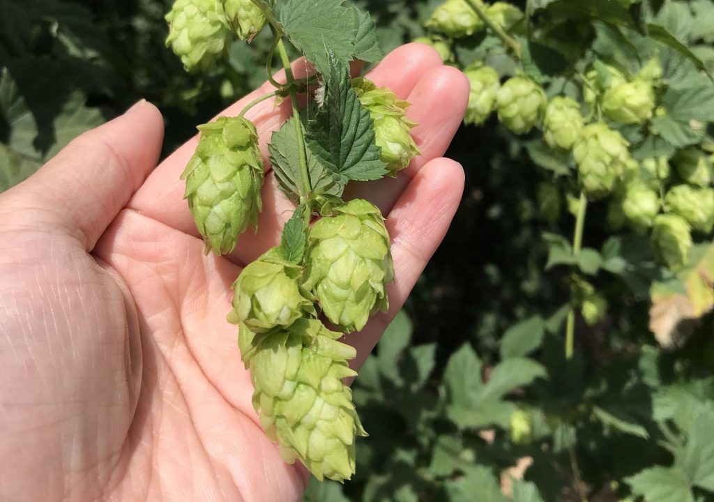 Developing hop varieties with drought tolerance and excellent aroma and flavor