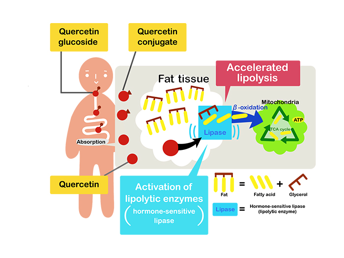 How quercetin glucoside reduces body fat