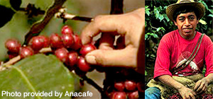 Photo of harvesting