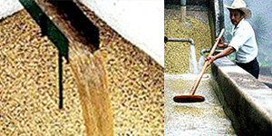 Photo of fermentation tank and water channel