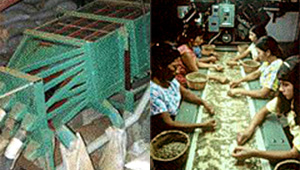 Photo of screen-based sorting and hand sorting