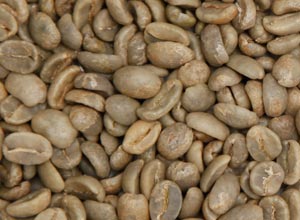 Photo of raw coffee beans