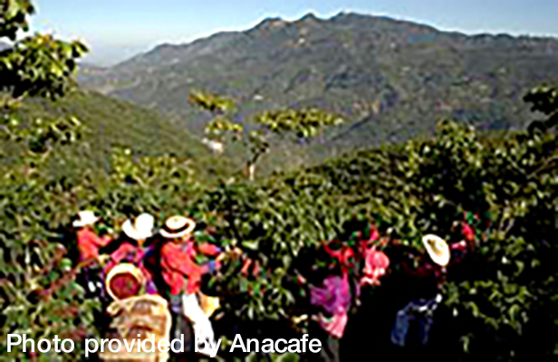 Photos of coffee plantations in Guatemala