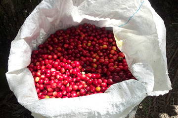 Photo of harvested coffee cherries