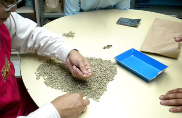 Photo 1 of pre-export inspection in Guatemala (First check)