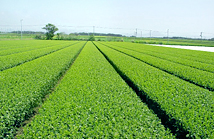 Photo of open-air cultivation