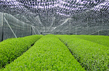 Photo of under cover cultivation