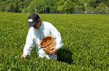Photo of hand picking