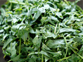 Photo of tea leaves after heat steaming