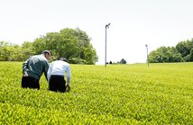 Photo of tea plantations