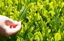 Phot of tea leaves