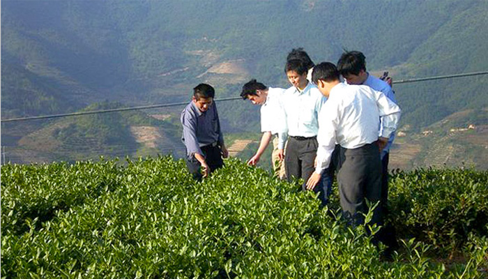 Photo of employees checking on the growth of tea leaves