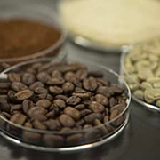 What are the compounds in green coffee beans that change depending on the maturity of the coffee cherries?