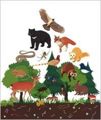 Diagram of Biodiversity Pyramid