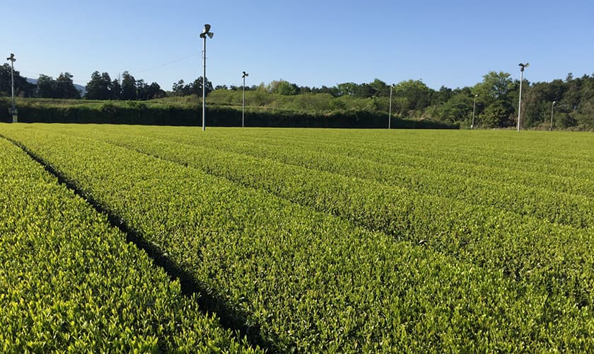 Green Tea