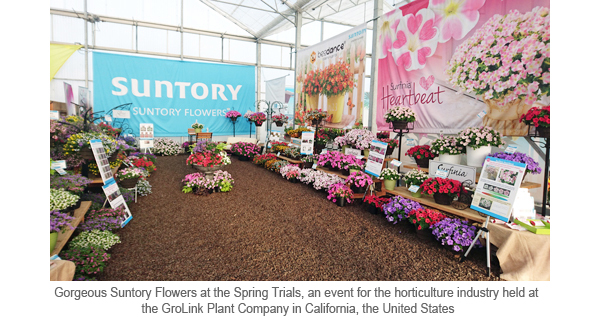 Gorgeous Suntory Flowers at the Spring Trials, an event for the horticulture industry held at  the GroLink Plant Company in California, the United States