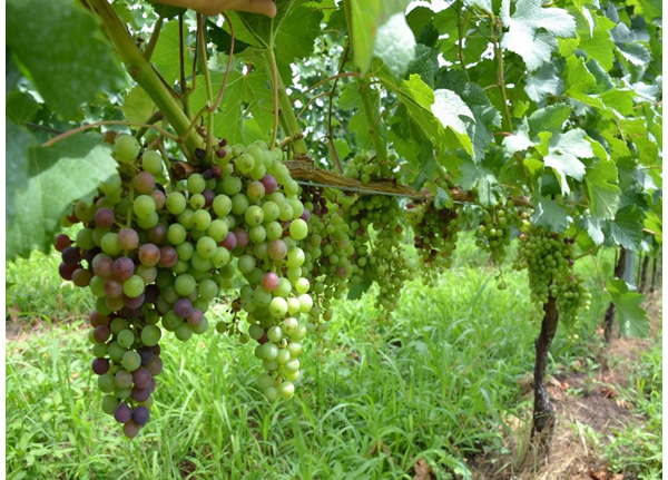A Merlot field. The early ripening Merlot begins veraison relatively early among the red varieties.