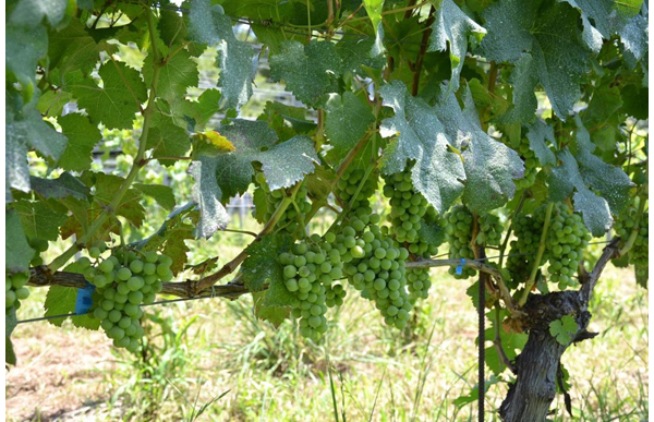Late ripening Cabernet Sauvignon is late to change color, developing from now as well.